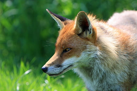 selective focus of fox on green grass