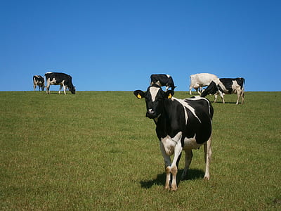 herd of black and white cows on grass lawn