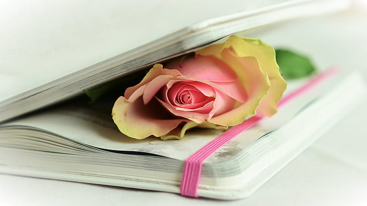 pink rose on book