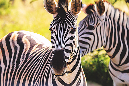 Closeup shot of a pair of zebras