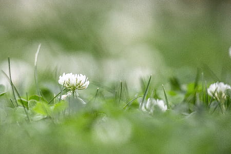 white petaled flower field on focus photo