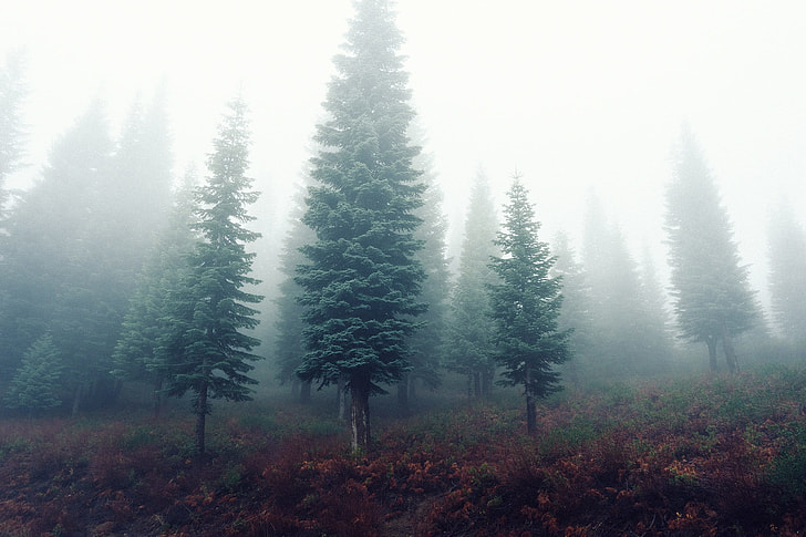 trees with fogs panoramic photgraphy