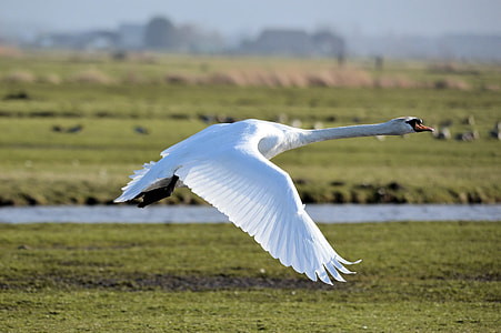 white goose flying during daytime