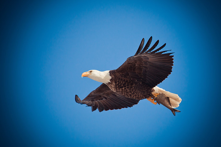 bald eagle on flight