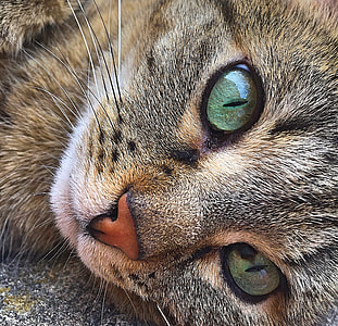 closeup photo of adult brown cat