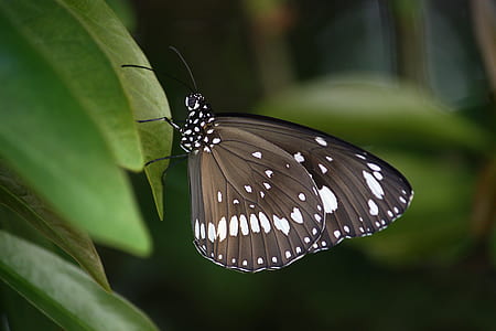 Black and White Spotted Butterfly on Green Leaf