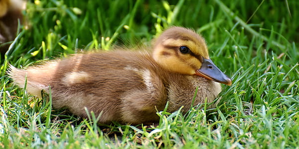 brown duck on green grass