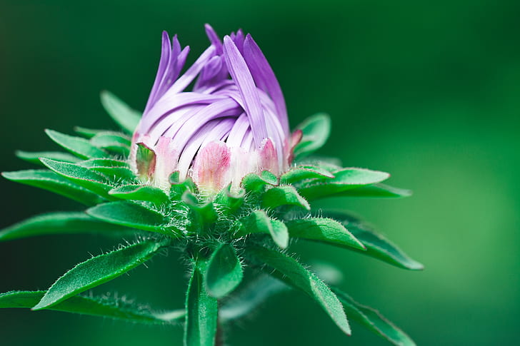 purple flower bud in macro shot photography