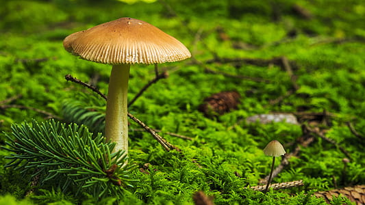 close-up photo of brown mushroom