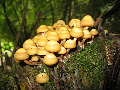 yellow mushroom on green moss