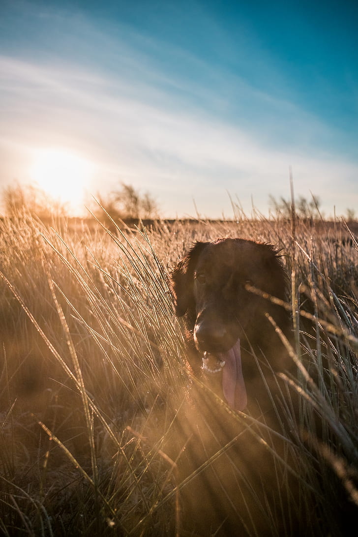 photo of dog in grass during daytime