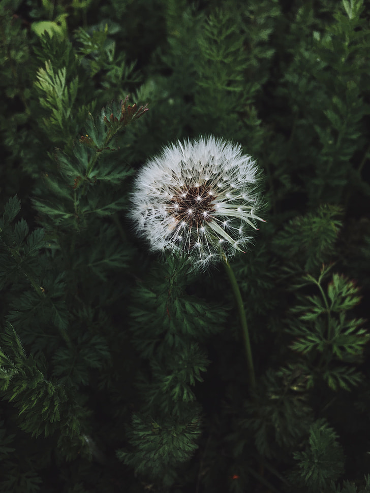 image contains close up photo of white dandelion