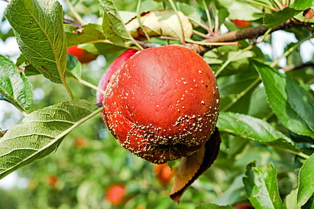 round brown fruit