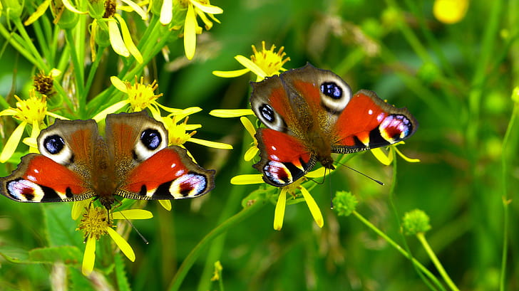 brown and red butterflies on yellow flowers