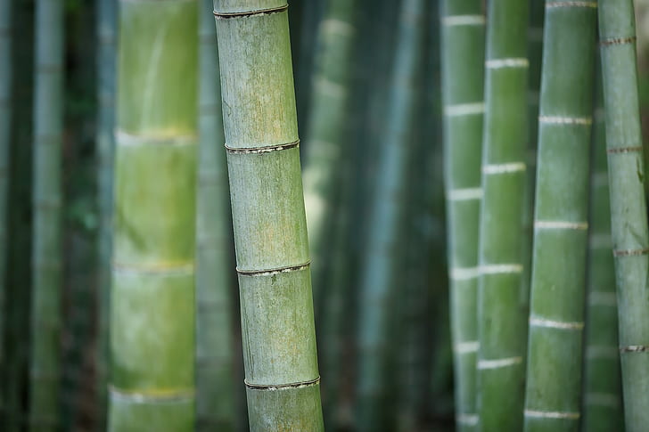 closeup photo of green bamboos
