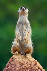 photo of meerkat on rock