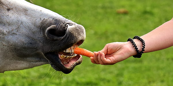 person feeding horse with carrot