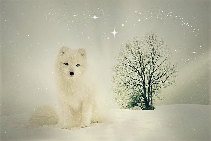white fox standing on snow covered ground