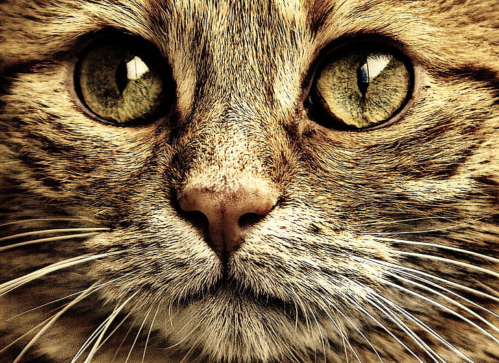closeup photo of tan cat