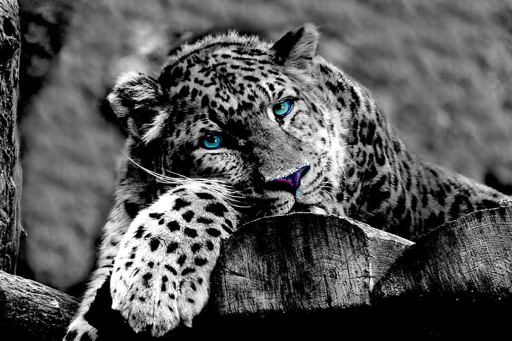 grayscale photo of sitting leopard on wood