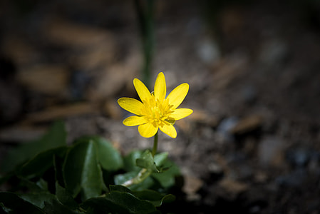 yellow aconite flower in closeup photo