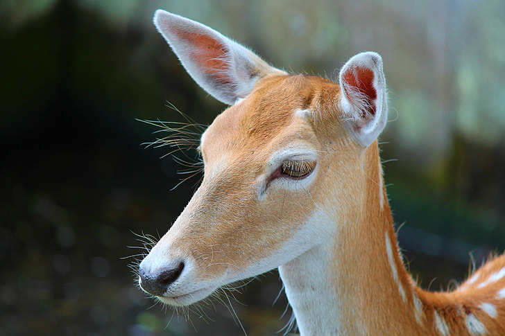 shallow focus of brown deer