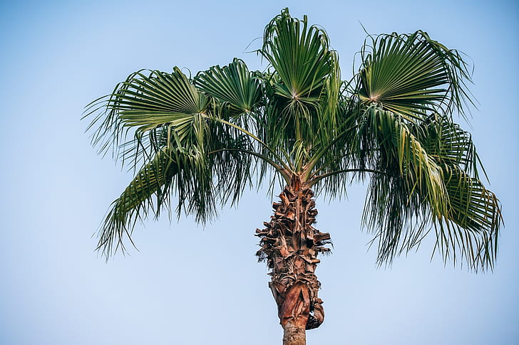 photo of green palm tree during daytime