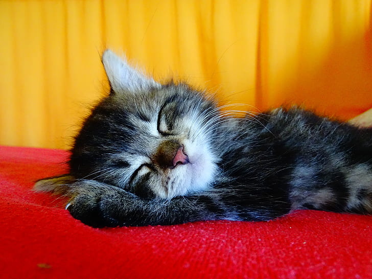 silver tabby kitten sleeping on red textile