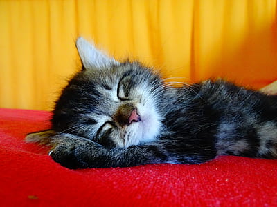 silver tabby kitten sleeping on red textile