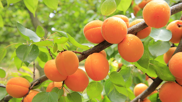 peach fruit on tree branch
