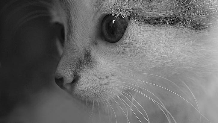 grayscale shot of kitten