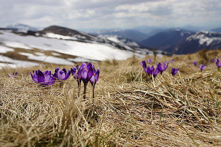 purple petaled flower near glacier mountain at daytime