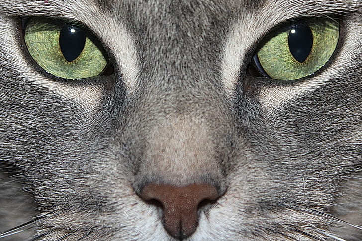 closeup photo of tabby cats face