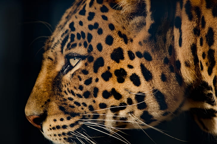 close-up photograph of cheetah