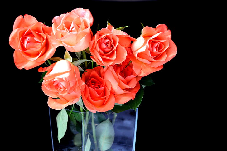 pink roses in glass vases