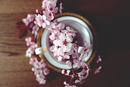 Cherry blossom flowers on table
