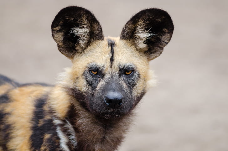 brown and black African wild dog
