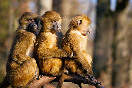 three monkeys on branch