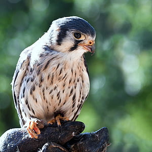 selective focus photography of falcon
