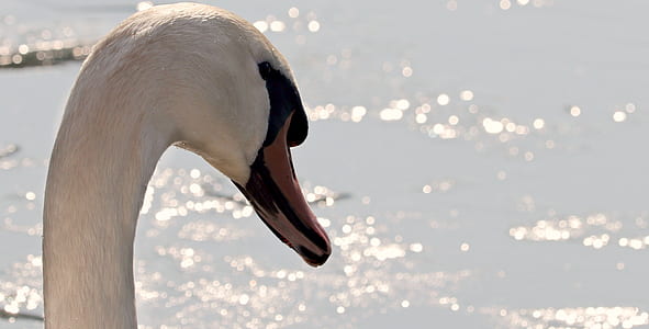 white swan close up photo
