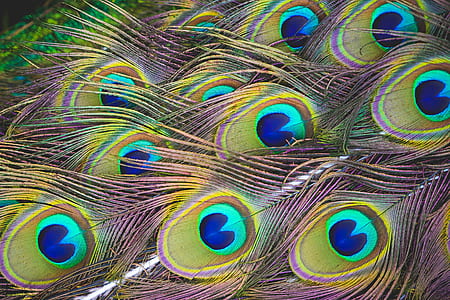 peacock feather digital wallpaper