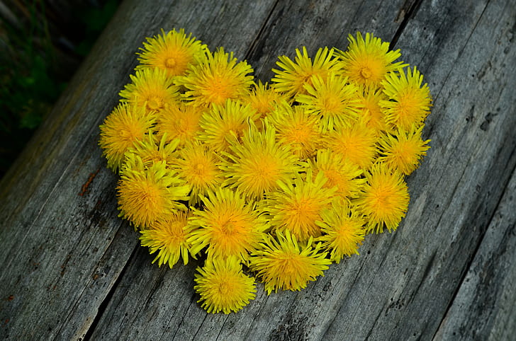 yellow dandelions on gray wooden surface