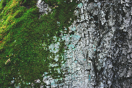 Closeup shot of moss and tree bark texture