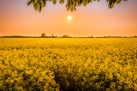 yellow Rapeseed field during golden hour