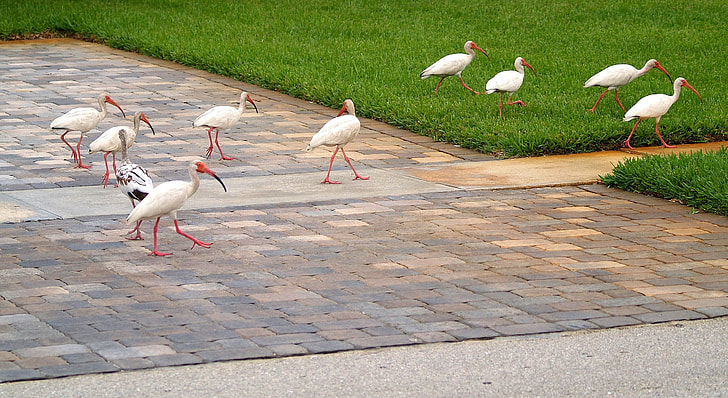 flock of white long-beaked birds on the grounds
