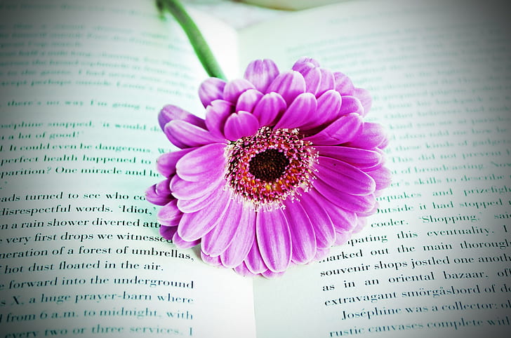 purple petaled flower on the book