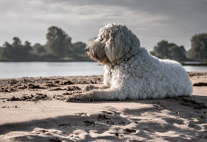 short-coat white dog near sea