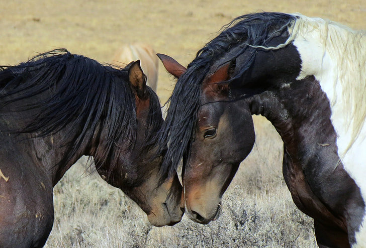 closeup photo of a black horses