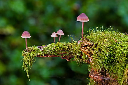 four red mushrooms on tree moss