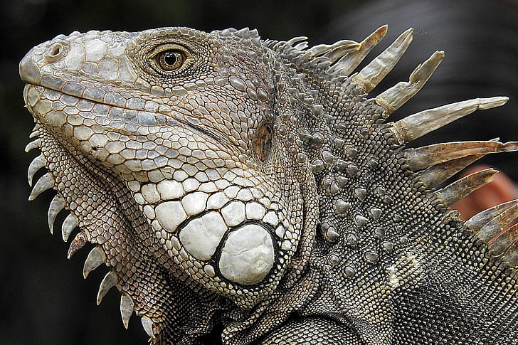 close up photo of gray iguana